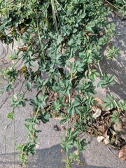 Desmanthus acuminatus