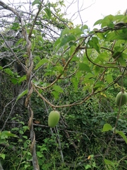 Marsdenia gallardoae