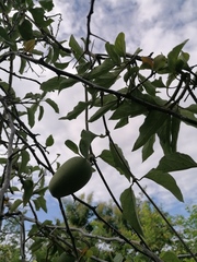 Marsdenia gallardoae