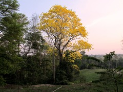 Handroanthus chrysanthus