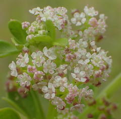 Apium decumbens