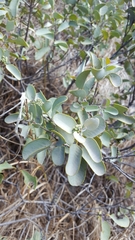 Santalum ellipticum