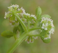 Apium decumbens