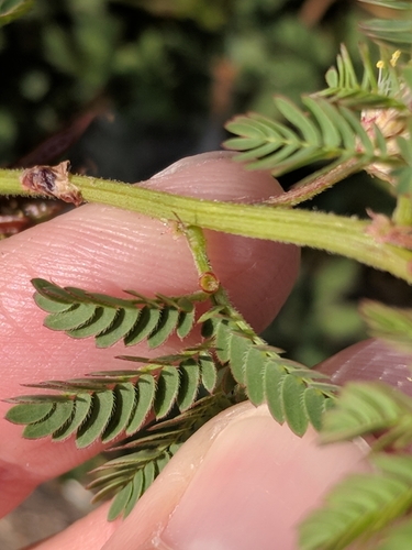 Image of Desmanthus acuminatus by (c) Alison Northup, some rights reserved (CC BY)
