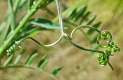 Vicia benghalensis