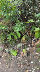 Brachyglottis repanda