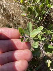 Arctostaphylos franciscana