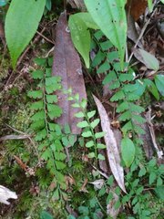 Osmolindsaea odorata