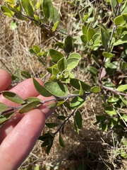 Arctostaphylos franciscana