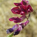 Vicia benghalensis - Photo (c) Kathy,  זכויות יוצרים חלקיות (CC BY-NC), הועלה על ידי Kathy