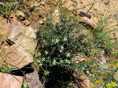 Wahlenbergia albens