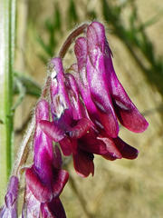 Vicia benghalensis