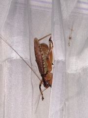 Nastonotus foreli