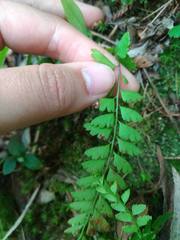 Osmolindsaea odorata