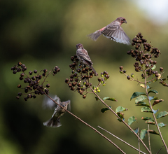 Haemorhous mexicanus image