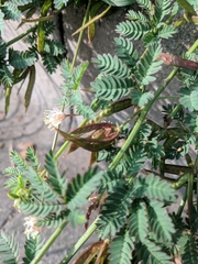 Desmanthus acuminatus