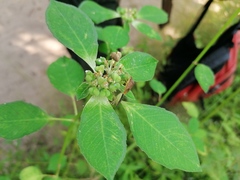 Euphorbia heterophylla