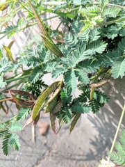 Desmanthus acuminatus