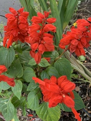 Salvia