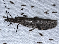 Archichauliodes guttiferus