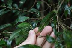 Symplocos baeuerlenii