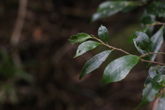 Symplocos baeuerlenii