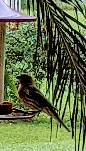 Haemorhous mexicanus image