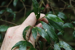 Symplocos baeuerlenii