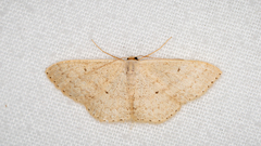 Scopula hypochra