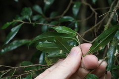 Symplocos baeuerlenii