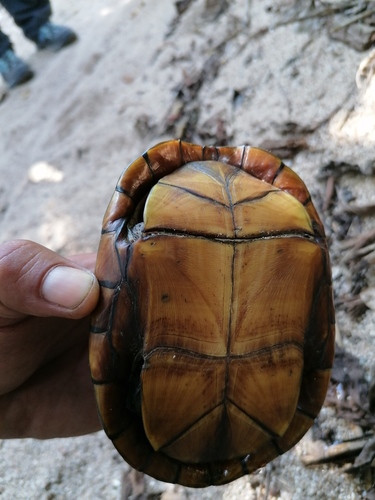 Oaxaca Mud Turtle, Kinosternon oaxacae