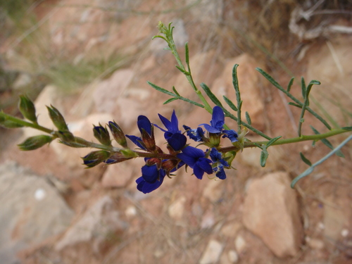 Psorothamnus fremontii var. attenuatus