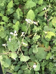 Raphanus raphanistrum
