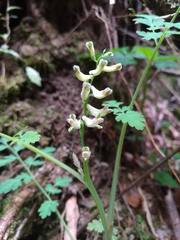 Corydalis ophiocarpa