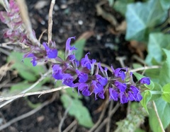 Salvia