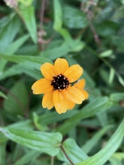 Zinnia maritima