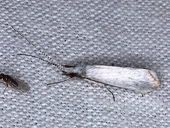 Asmicridea edwardsii