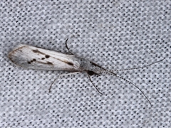 Asmicridea edwardsii