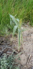 Sorghinae