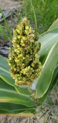 Sorghinae
