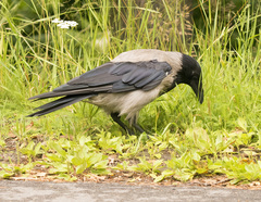Corvus cornix