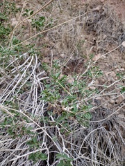 Encelia resinifera