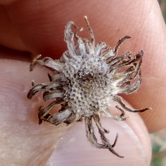 Encelia resinifera