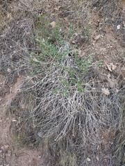 Encelia resinifera