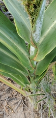 Sorghinae
