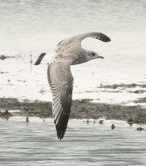 Larus canus