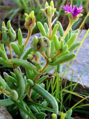 Trichodiadema rogersiae