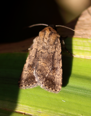 Nudorthodes variabilis