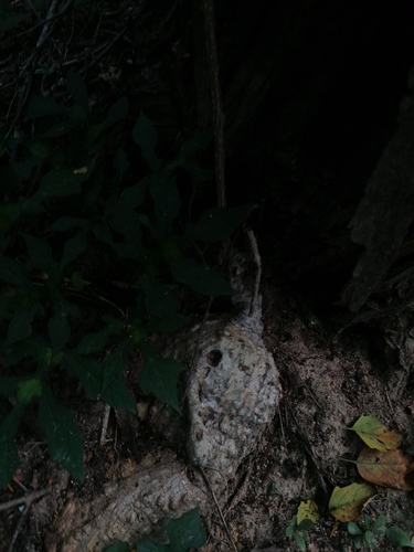 Ibervillea hypoleuca