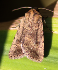 Nudorthodes variabilis